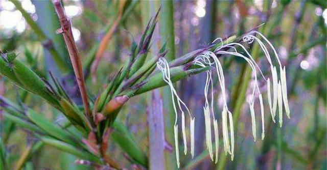 竹子开花意味着什么（家里竹子开花预示着什么）