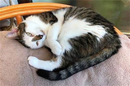 猫进家门预示着什么（猫来家里预示着什么）