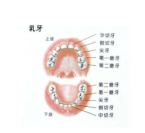 幼儿乳牙有多少颗（宝宝一共有多少颗乳牙）