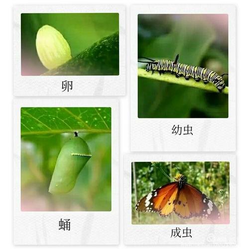 蝴蝶的生长过程（蝴蝶在生长过程中要经过哪些阶段）