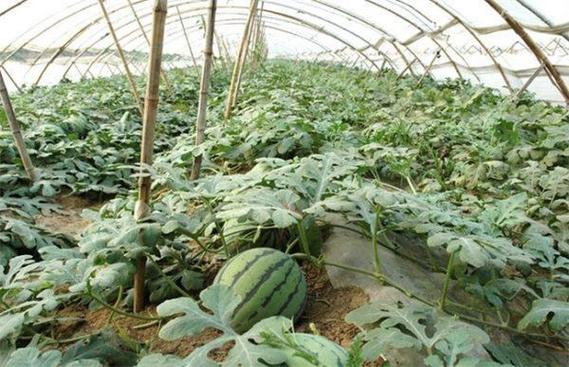 西瓜什么时候种植最好（什么时间种西瓜最合适）