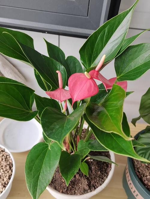 红掌花怎么养（红掌花怎么养护才会茂盛）