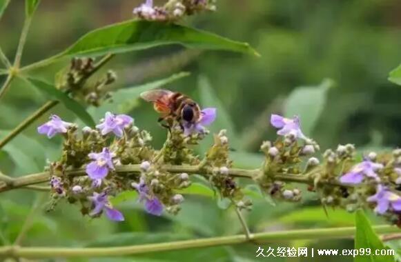 拙荆在古代是什么意思（古人所称的拙荆是什么意思）