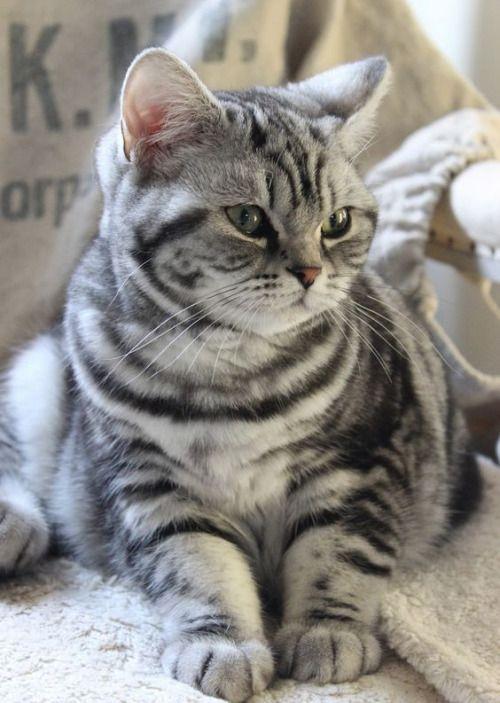 美短猫多少钱一只（市场上美短猫正常价多少钱一只）