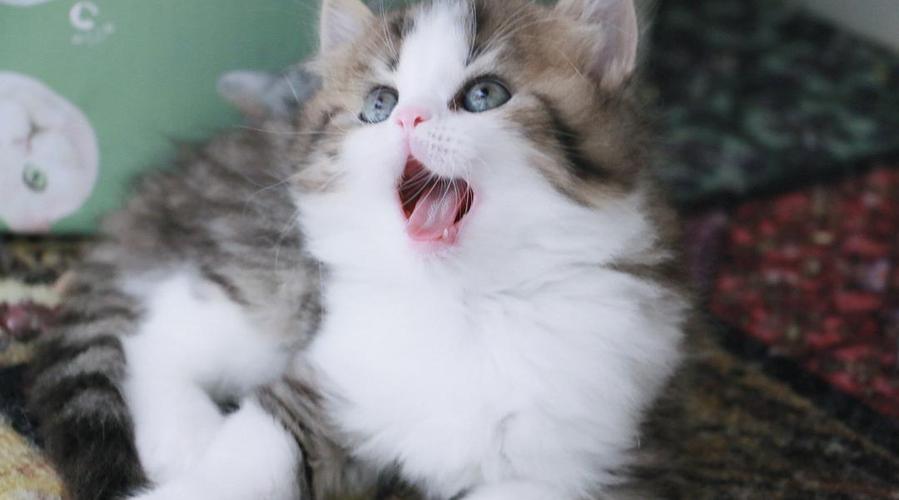 苏格兰高地猫（苏格兰高地猫是什么猫）