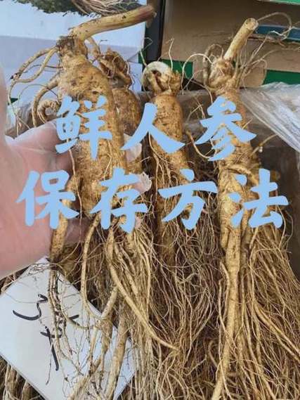 鲜人参怎么保存最好（鲜人参最佳保存方法）