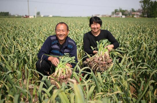 中国四大大蒜之乡（全国大蒜四大主产区有哪些）