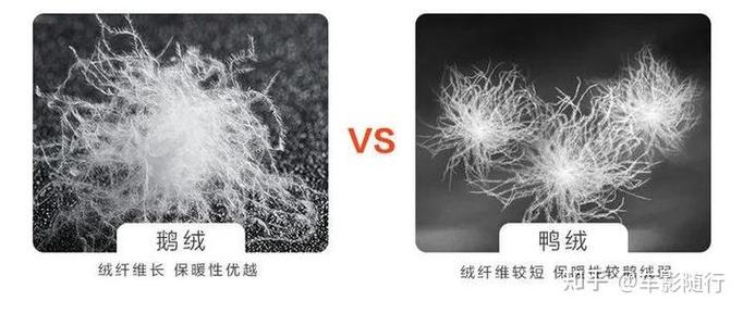 灰鸭绒和白鸭绒哪个好（灰鸭绒和白鸭绒的区别哪个更好）