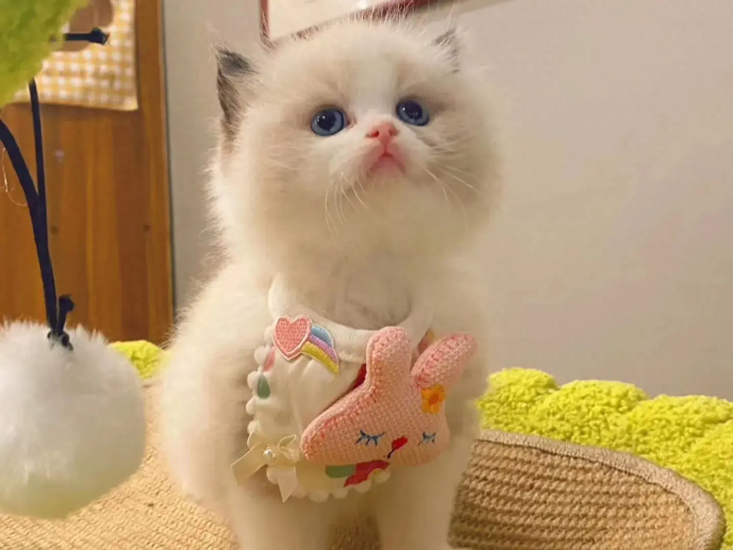 养什么猫好适合新手也不掉毛（适合新手养又不掉毛的猫）