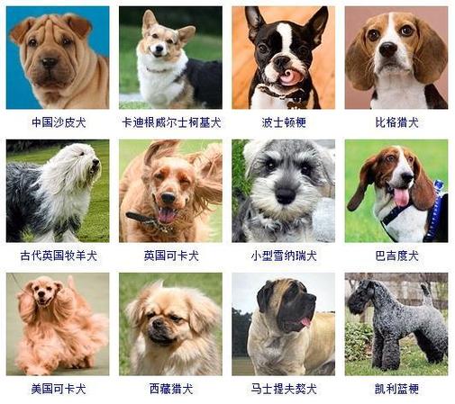 宠物狗的品种（宠物狗的品种有哪些）