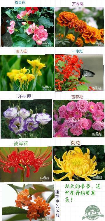 秋天开的花有哪些（秋天有哪些花会开）