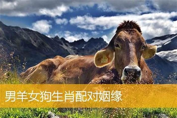 属狗和属羊的合不合（属狗和属羊在一起合不合适）
