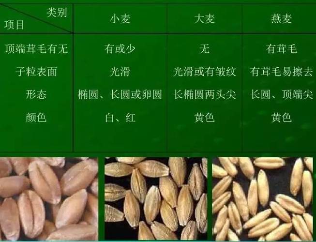 燕麦和小麦的区别（燕麦和小麦的区别在哪里）