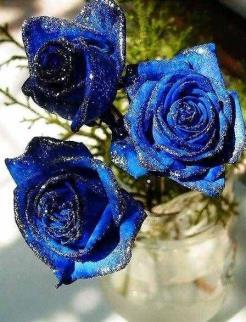 蓝色玫瑰花代表什么意思啊（蓝色玫瑰花的寓意和花语）