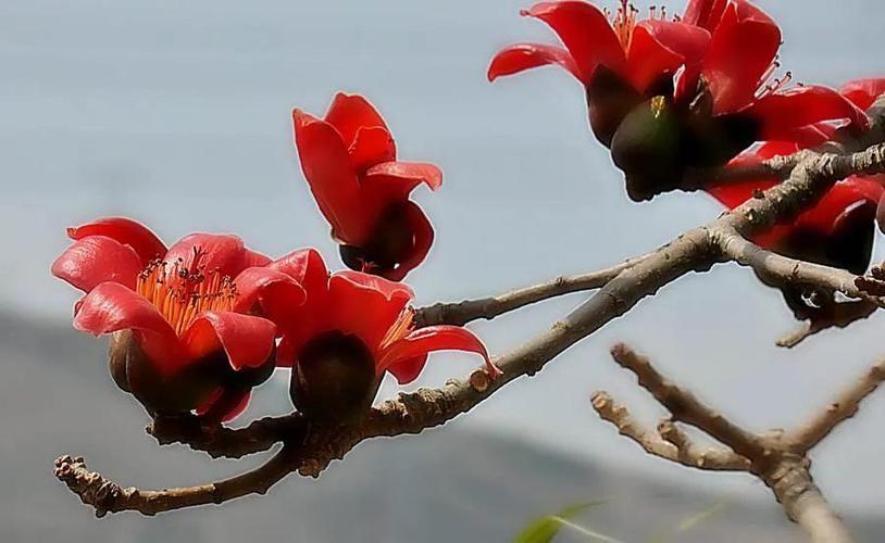 木棉花的花语是什么（木棉花的寓意和象征意义）