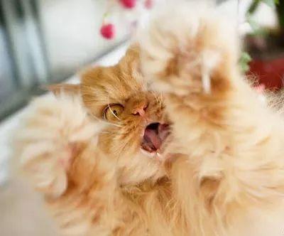 猫讨厌什么气味赶走猫（猫怕什么气味一闻就跑）