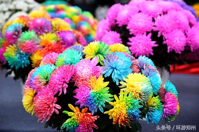 菊花有哪几种颜色（ 菊花有哪几种颜色分别是什么颜色）