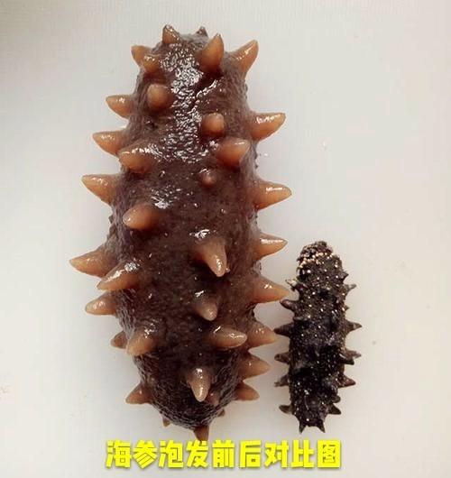 海参的好坏如何区别（怎么判断海参的好坏）