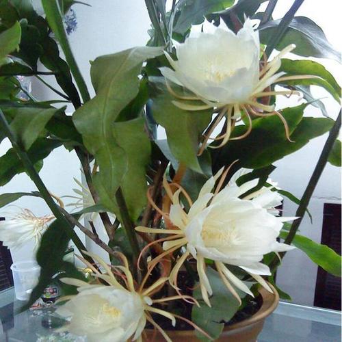 昙花为什么招鬼（为什么说昙花是招鬼花）