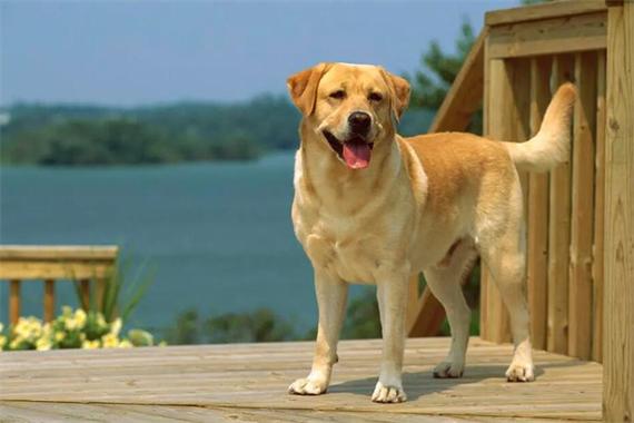 拉布拉多犬多少钱一只（市面上拉布拉多犬多少钱一只）