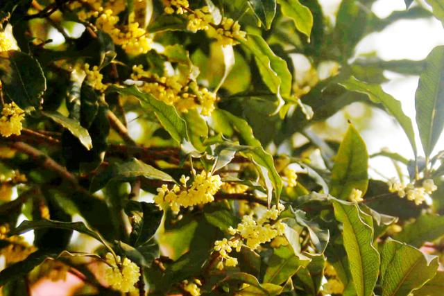 桂花什么季节开（桂花什么季节开放的）