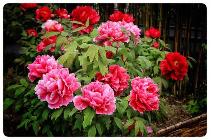 牡丹花开花时间（牡丹每年几月份开花）