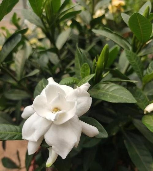 栀子花的花期（栀子花的花期是几月到几月）