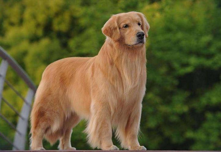 金毛犬哪个色系最贵（哪个颜色的金毛犬最贵）
