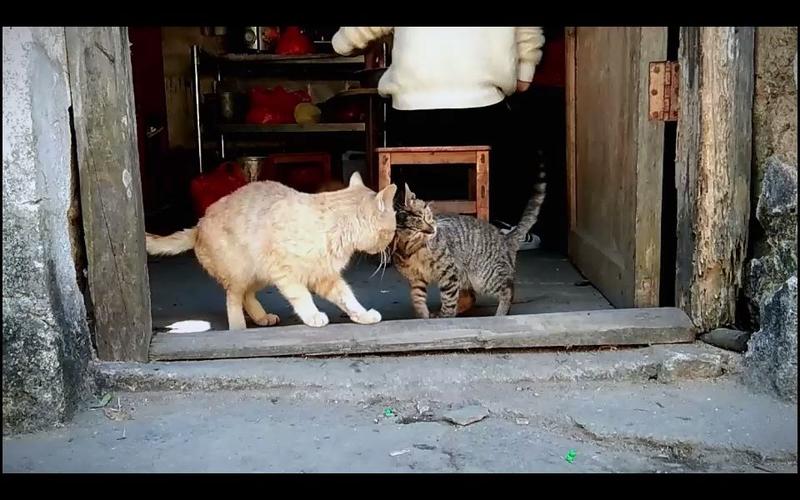 野猫进家有什么预兆（野猫进家预示着什么）