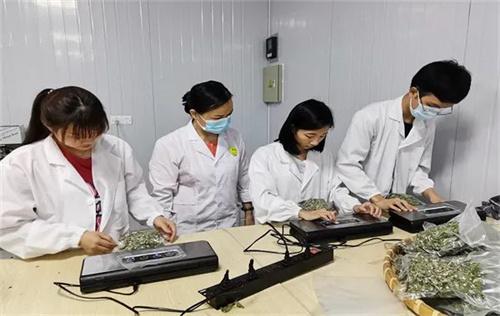 中药学专业主要学什么（中药学专业主要学什么就业方向）