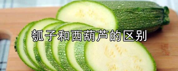 瓠子和西葫芦的区别（瓠子和西葫芦有什么不同）