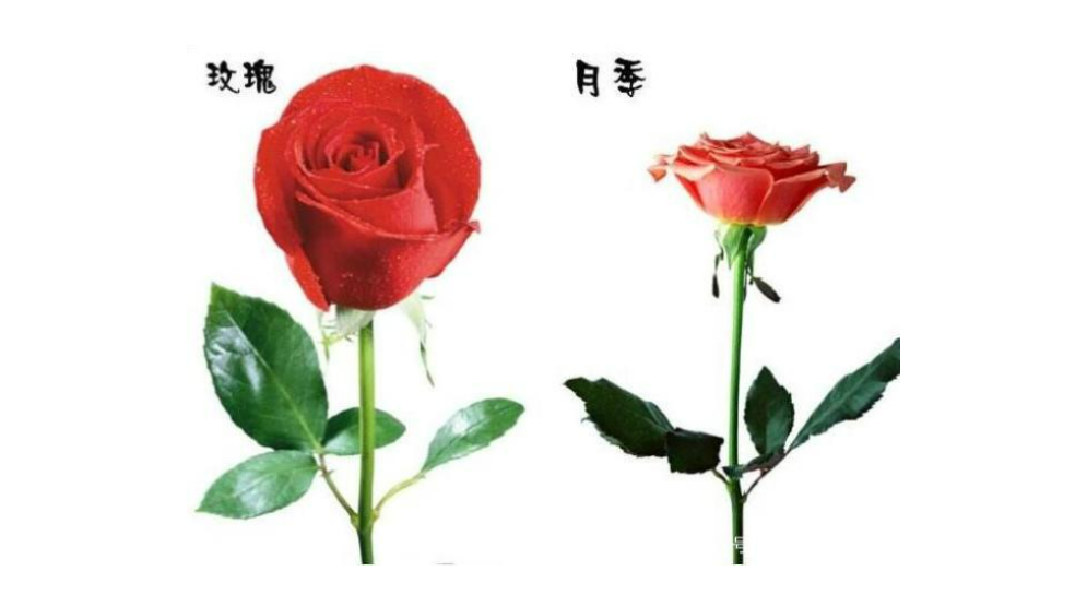 玫瑰花和月季花的区别（玫瑰和月季有哪些不同之处）
