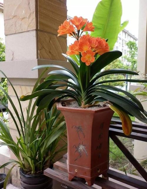 君子兰一年开几次花（君子兰一年开几次花在什么季节）