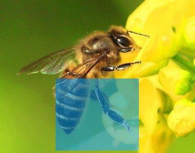 梦见蜜蜂是什么预兆（做梦梦到蜜蜂预示着什么）