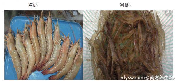 海虾和淡水虾的区别（海虾和淡水虾有什么不同）