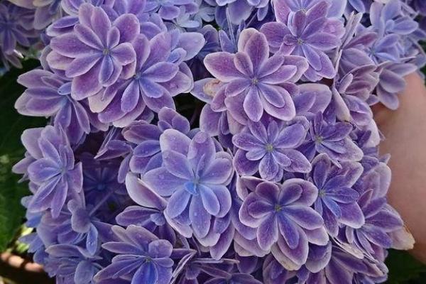 绣球花为什么不吉利（绣球花为什么不吉利的原因）
