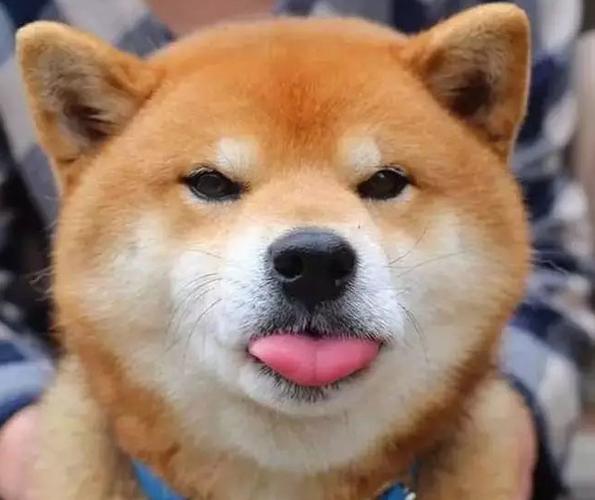 柴犬智商排名第几（柴犬智商有多高）