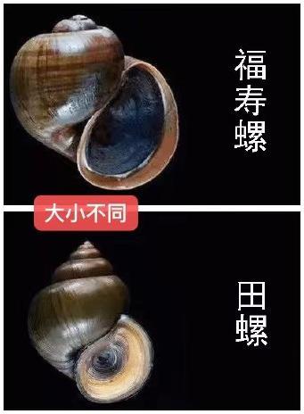 福寿螺和田螺的区别（福寿螺和田螺有什么不同）