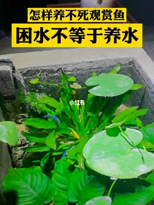养小鱼不死的小窍门（怎么养鱼才不死）