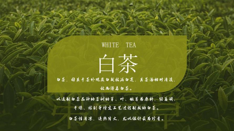 白茶是属于什么茶类（白茶是哪个茶系）
