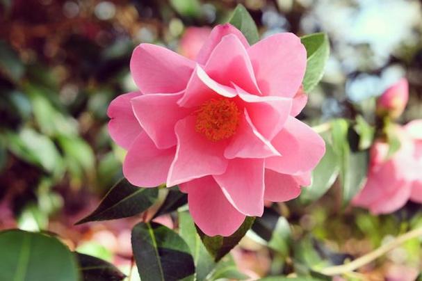 山茶花的寓意和象征（山茶花寓意着什么）