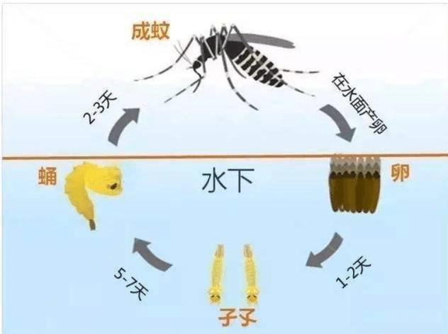 蚊子是怎么产生的（蚊子是怎么来的）