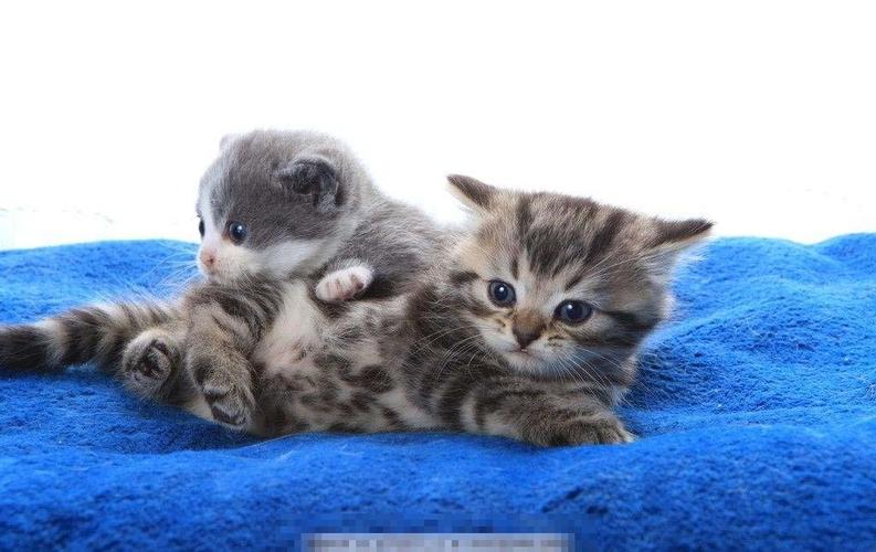 梦到猫是什么意思（ 晚上梦到猫是什么意思有什么预兆）