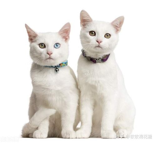 公猫和母猫哪个好养